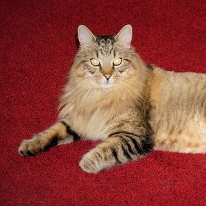 Meet your Posher, Posh